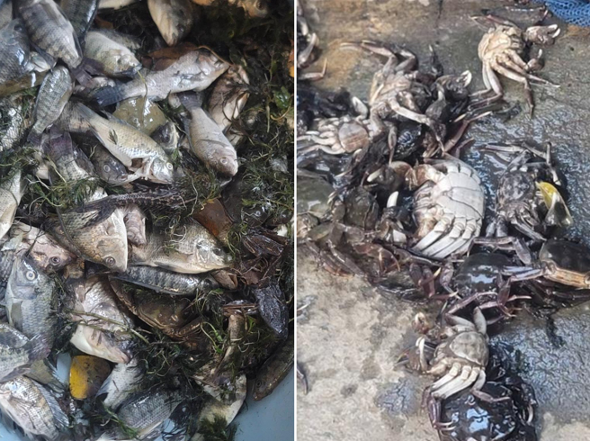 桃园市新屋区居民近日投诉，位于桃园、竹县交界的福兴溪飘出「浓浓酸臭味」闻到想吐，溪流中的毛蟹和鱼更死成一团。（民眾提供／蔡明亘桃园传真）
