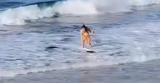 有女子在小琉球触摸海龟，甚至挡住海龟的去路。（图／翻摄自爆料公社二社）