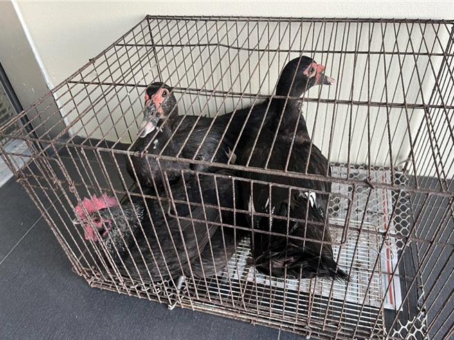 被黄男偷走的8只鸡鸭，只有3只仍幸存。(读者提供／曹婷婷台南传真)