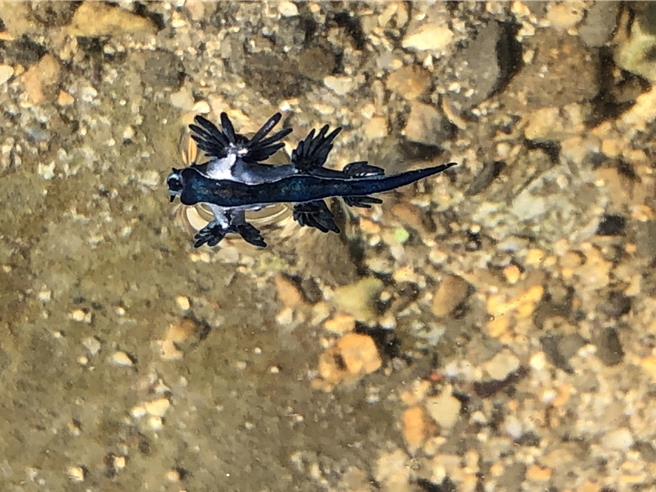 基隆市潮境海灣潮間帶疑似發現緣邊海神海蛞蝓，若經DNA檢驗確定，將是在台灣北部海域發現的首例。（張志康攝）