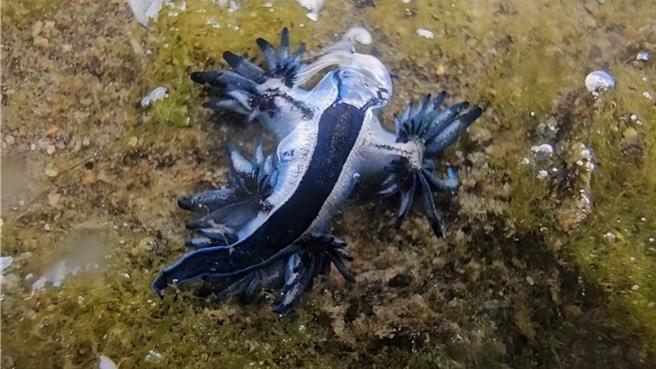 基隆市潮境海灣潮間帶今年發現了多達13隻大西洋海神海蛞蝓，海科館提醒，雖然牠很美麗，但帶著劇毒，請民眾千萬不要觸摸。（張志康攝）