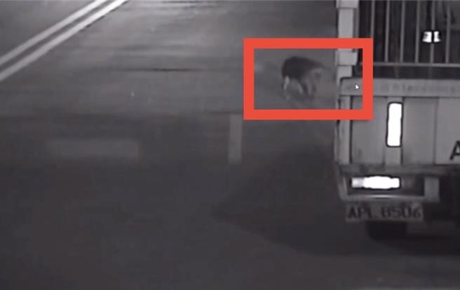 新北市莺歌区21日晚间23时，一只流浪狗走在车道上时，被一名外送员骑车辗过，事后也无下车查看便随即离去。（新北市三峡警分局提供／刘玮晴新北传真）