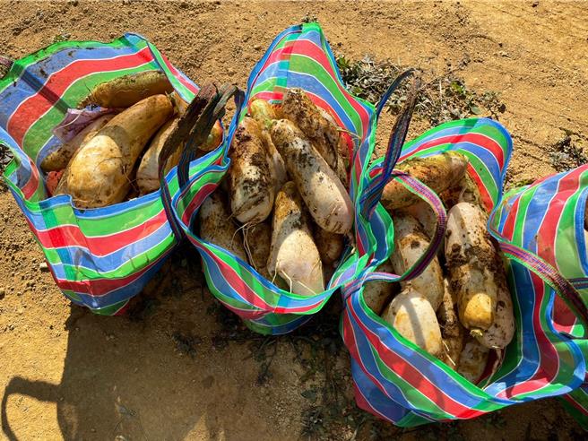 埔里千人拔萝卜活动26日上午9时半登场，原则上每人限拔15根萝卜。（杨静茹摄）