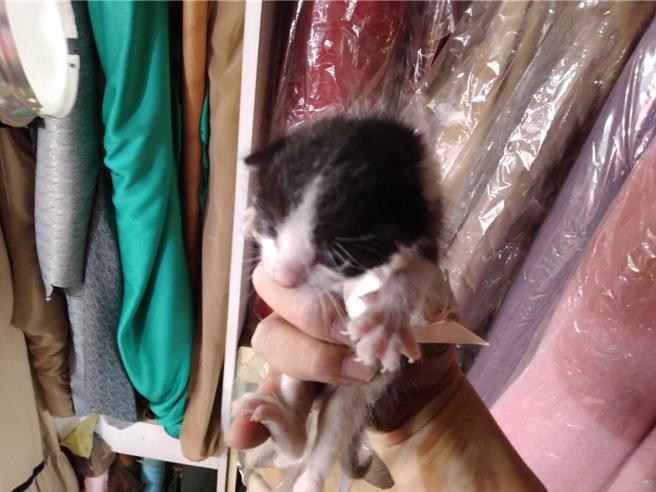 動保員將受困的小貓咪從夾層中救出。（新北市動保處提供）