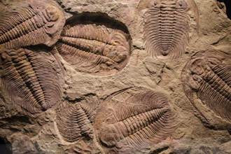 5歲童爬山撿到神祕怪石 專家鑑定：5億年前古生物化石