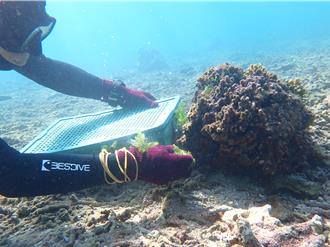 馬糞海膽枯竭  澎湖漁業生物研究中心放流5000顆