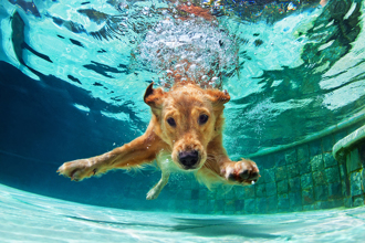 狗生首次潛水 退役緝毒犬戴訂製頭盔 下水瞬間眼睛亮了
