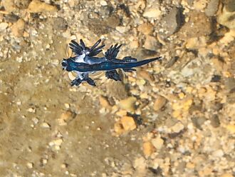 基隆 海神海蛞蝓出沒潮間帶 劇毒別碰