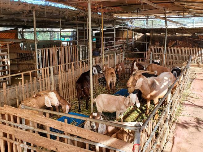 桃园市大园区阳荣休閒农场是在地热门亲子景点。（大园区公所提供／蔡明亘桃园传真）