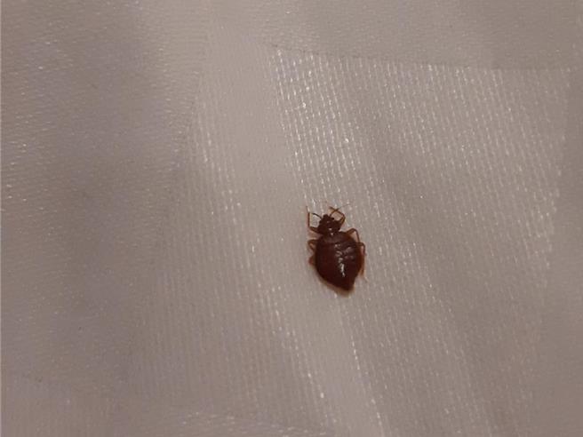 有民眾抱怨，日前投訴的北市某旅館疑似出現臭蟲，告知櫃檯人員卻只得到口頭道歉，希望旅館徹底解決蟲害問題。（摘自臉書社團「好想住飯店好康.踩雷不藏私」／蔡佩珈台北傳真）