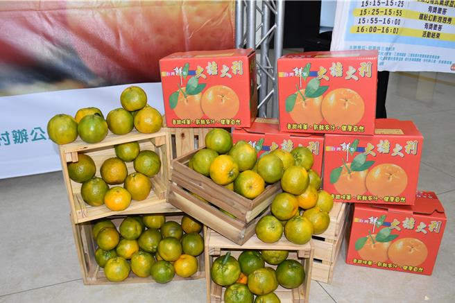 苗栗县三湾乡柑橘开始盛产，三湾乡公所向大家推销香甜柑橘。（谢明俊摄）