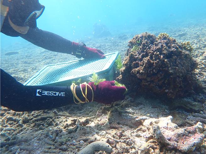 2023年11月23日澎湖县／水试所澎湖渔业生物研究中心，23日派员在澎湖海域水深2-3米处，潜水放流5千颗海胆苗。（澎湖渔业生物研究中心提供／许逸民澎湖传真）