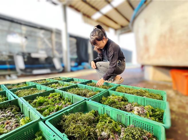 2023年11月23日澎湖县／水试所澎湖渔业生物研究中心培育出5千颗2公分大小的海胆苗，并在23日派员在澎湖海域放流。（澎湖渔业生物研究中心提供／许逸民澎湖传真）