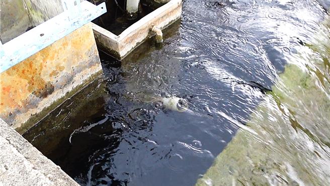 台东利嘉净水厂单日取用3万公吨利嘉溪的水源，全天候24小时运作发电，而发电的水再进入净水厂，处理成家用自来水，目前已稳定发电1年多。（萧嘉蕙摄）