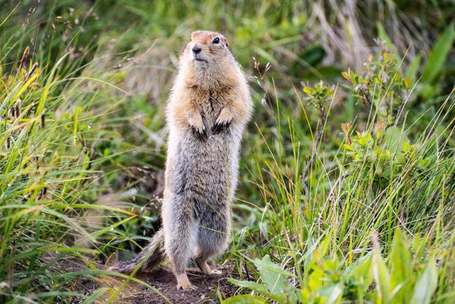 韓國一處動物園有一隻會高舉雙手「拜天」的土撥鼠，飼育員探究原因發現，牠是因為口音和同類不一樣，太過孤單才做出詭異舉動。(示意圖/達志影像)