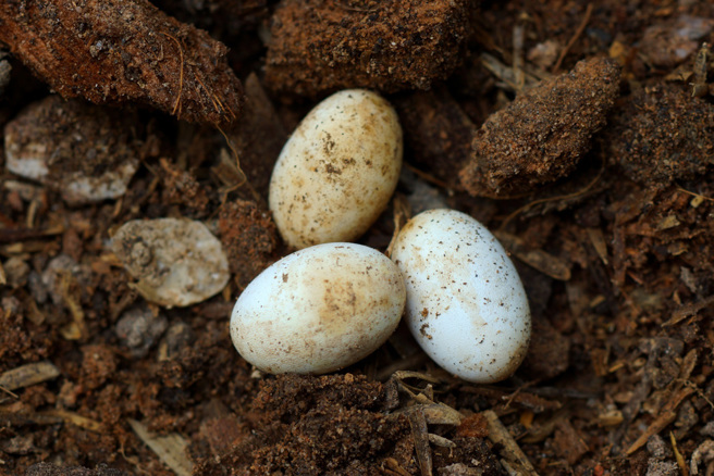 澳洲一名女子在住家前院發現3顆形似子彈的粉色「怪蛋」，專家指出，這其實沒有受孕、不能孵化的蛇蛋。(示意圖/達志影像)