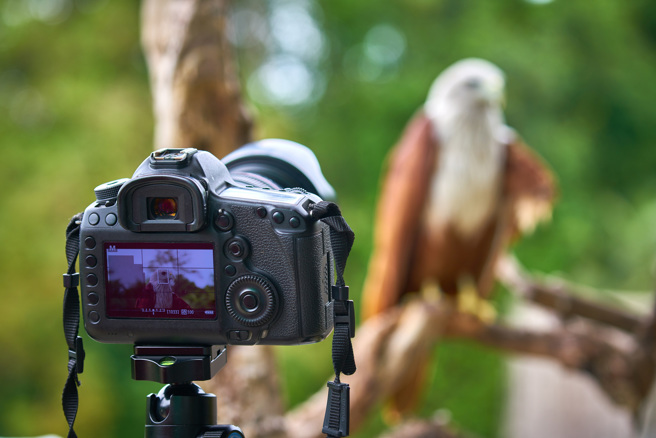 捕捉野生動物影像不只需要攝影技巧還得仰仗好運氣，拍到趣味十足的瞬間更是難得。（示意圖／Shutterstock）