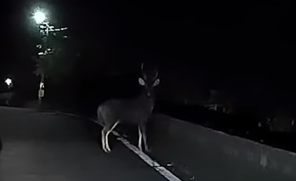 駕駛接近竄動的黑影，仔細一看原來是「山神獸」公鹿。（ 圖／ 翻攝自「WoWtchout-地圖型行車影像分享平台」）