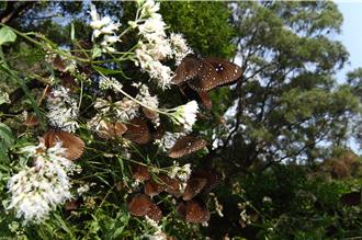 紫斑蝶来了！赏蝶专车获好评 茂管处增开平日班次至明年1月份
