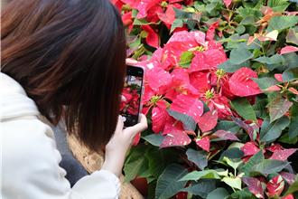 「聖誕紅」都是紅色？ 科博館展14品種600盆大秀繽紛色彩