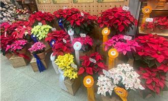 耶誕節還有一個月！花卉公司：聖誕紅產量穩、批發價約漲1成