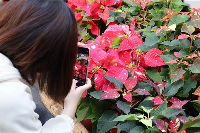 科博馆推出「圣诞红。不红？圣诞红新品种花展」，即日起展至2024年1月2日。馆方24日指出，一般欣赏「圣诞红」的「花」部位其实是苞片，真正的花则在苞片中心，雌花、雄花及两性花都没有萼片和花瓣。（科博馆提供／陈淑芬台中传真）