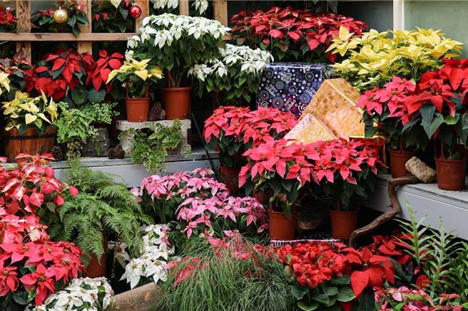 科博馆推出「圣诞红。不红？圣诞红新品种花展」，即日起展至2024年1月2日。馆方24日指出，这次花展打破「圣诞红只有红色」的印象。（科博馆提供／陈淑芬台中传真）