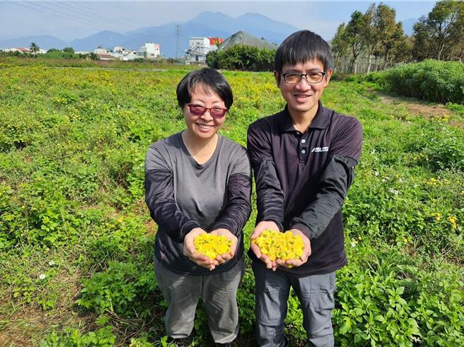 陈守安举家返乡照顾年迈双亲，他与太太简雅棊在埔里栽种杭菊，近期杭菊盛开，他上网徵求志工来採杭菊。（潘樵提供／杨静茹南投传真）