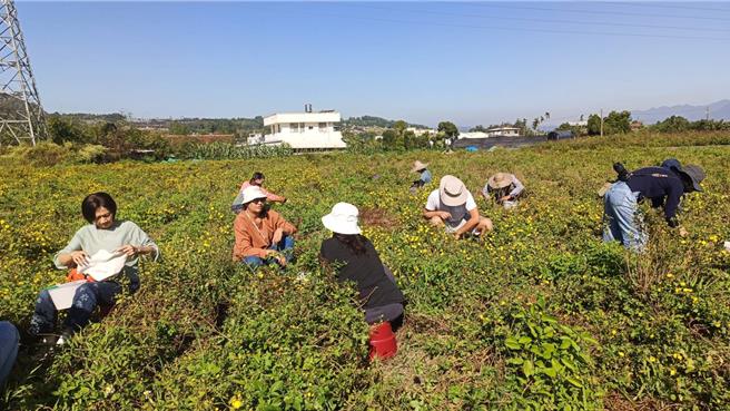 志工顶着烈日採杭菊，体验付出劳力满载而归大丰收的喜悦。（民眾提供／杨静茹南投传真）