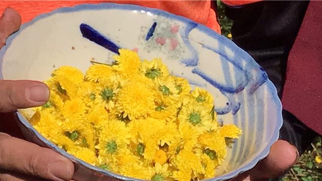 新鲜、金黄色的杭菊花，得进一步加工乾燥后，才便于保存。（民眾提供／杨静茹南投传真）