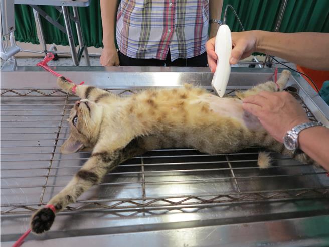 台南市动保处24日呼吁宠物饲主把握到月底的机会，尽快带宠物作免费节育措施。（台南市动保处提供／程炳璋台南传真）