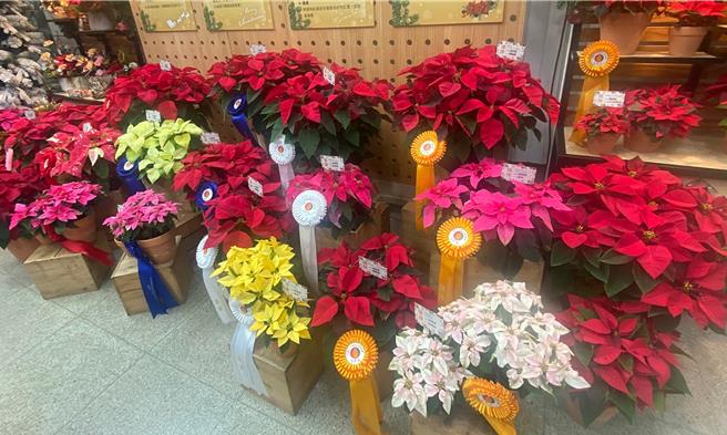 花卉公司表示，今年全國耶誕紅整體產量約112萬9千餘盆，較去年112萬1千餘盆約略增加約7千餘盆、約成長1％。（丁上程攝）