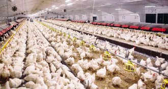 日本佐賀養雞場爆本季首例禽流感 撲殺4萬隻雞