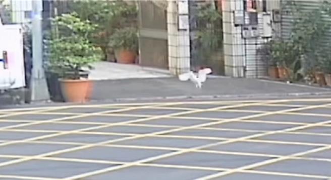 白鷺鷥竟將私人養的孔雀魚當成自助餐吃到飽。（高市三民二分局提供／楊舒婷高雄傳真）