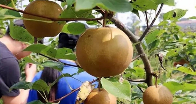 仅仅是院里的一株梨树、女子模糊的音容笑声，却足足将柳军困住在这梦境中长达27年。（图／翻摄自微博）