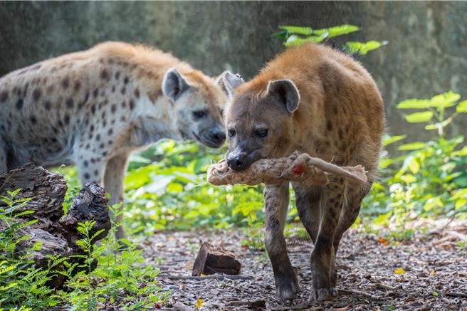台北市立動物園斑點鬣狗叼著特製的麻布袋造型行豐玩具。（動物園提供／蔡佩珈台北傳真）