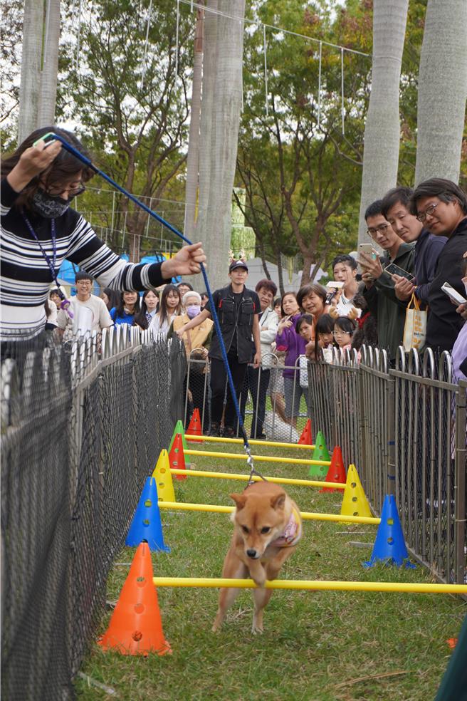 校园犬在赛道内通过障碍。（新北市动保处提供）