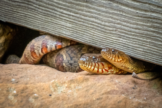 曬衣服驚見蛇！人妻崩潰「家變蛇窩」 罪魁禍首是丈夫