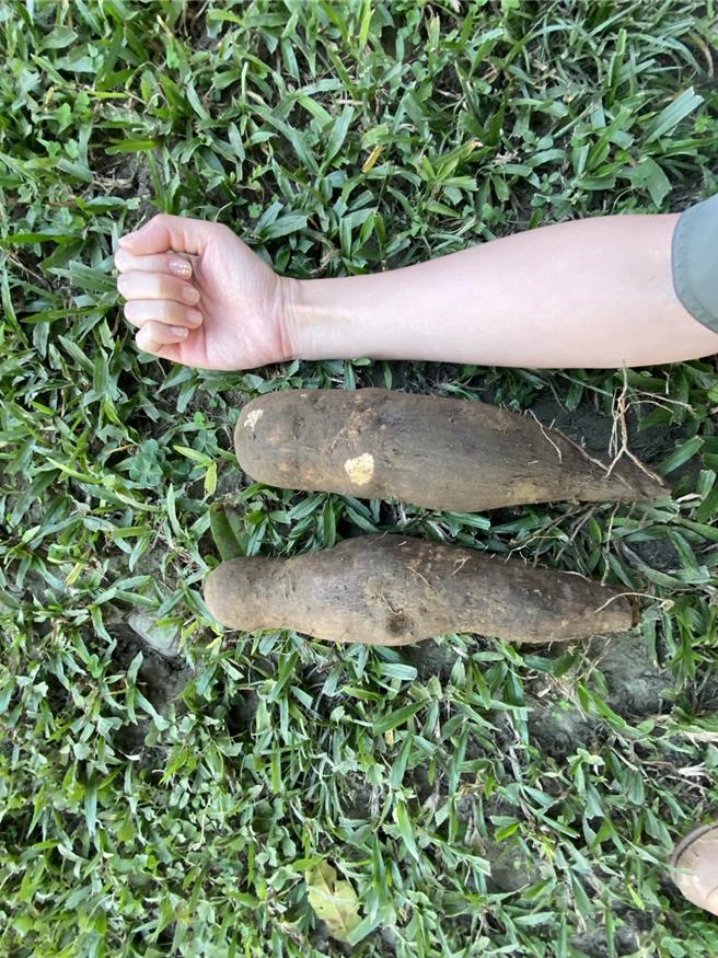 看过跟手臂一样粗的山药吗？山上水道博物馆早年是当地人採摘野生水果、蔬菜的宝库。（山上水道博物馆提供／曹婷婷台南传真）