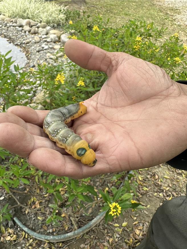 山上水道博物馆连毛毛虫也特别硕大。（山上水道博物馆提供／曹婷婷台南传真）