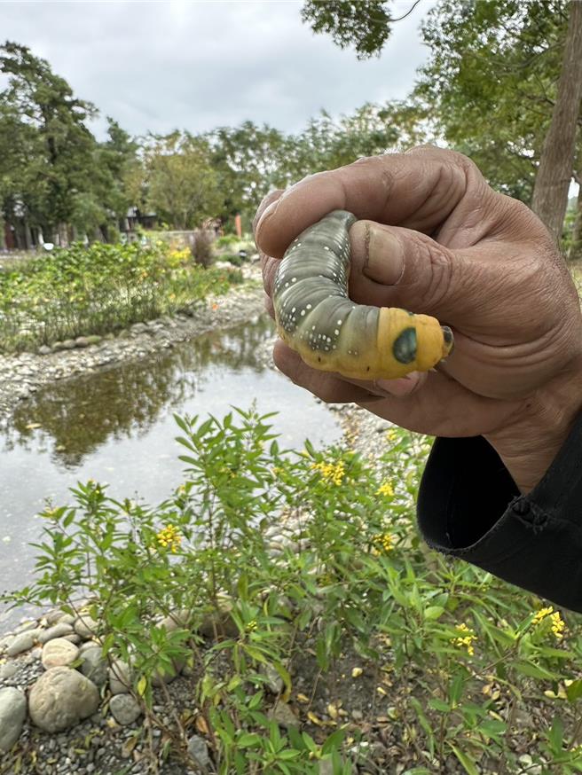 山上水道博物馆连毛毛虫也特别硕大。（山上水道博物馆提供／曹婷婷台南传真）