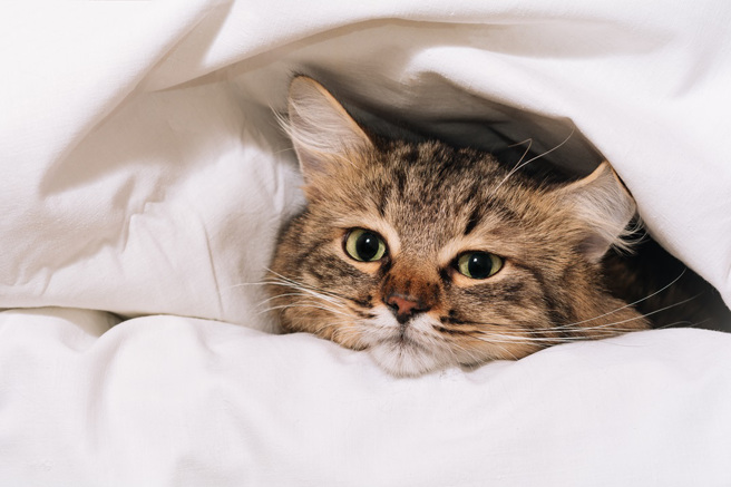 大陸一名男飼主在睡夢中摸到冰涼的不明物體，後來才知道是愛貓抓回來當作禮物的大蟾蜍。(示意圖/達志影像)