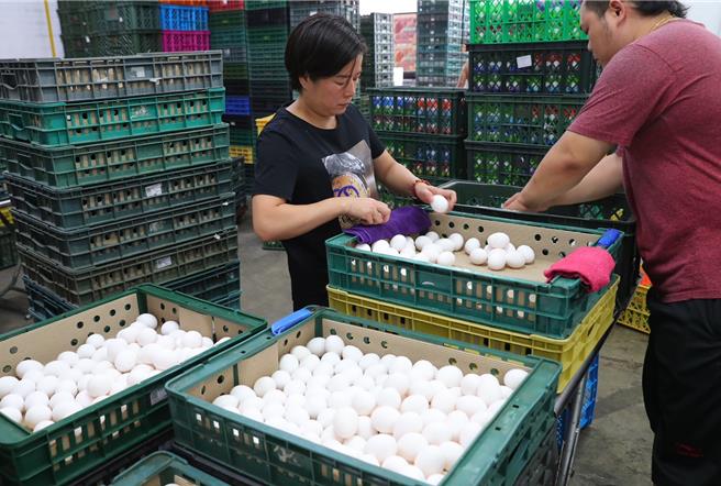 此前逾期进口蛋流向引发食安疑虑。图为蛋行员工正仔细挑蛋，确保蛋的品质无虞。（本报资料照片）