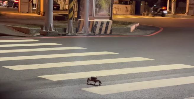 網友偶然在街頭上撞見螃蟹過路的奇景，該一幕也讓他本人大感驚喜，忍不住驚呼「人生可以遇到幾次螃蟹過馬路？」（圖 / 截自臉書社團「路上觀察學院」）