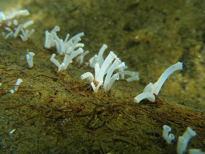 科学家认为，船蛆营养美味，味道近似牡蛎，若改叫「无壳蛤仔」有利于推广。（示意图／达志影像）