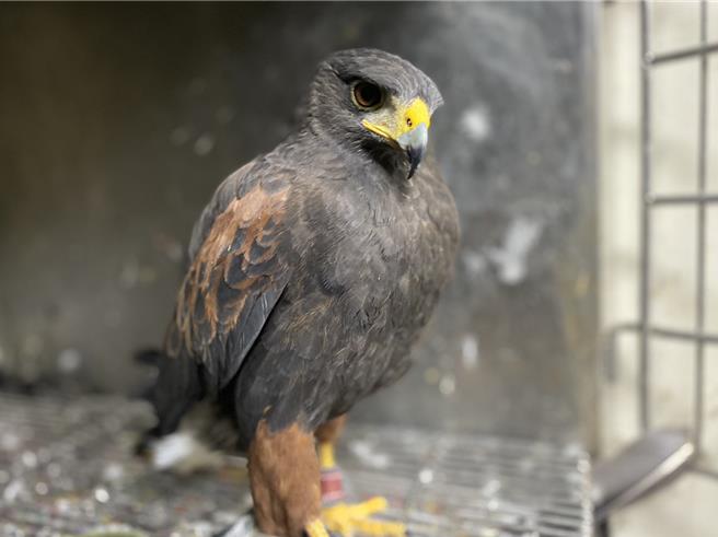 1只走失的栗翅鹰已在新店水源高架下方自行车道附近生活盘旋1年多，被民眾通报驯鹰协会，经过诱捕后成功后暂时交由动保处收容照护。（新北市动保处提供）