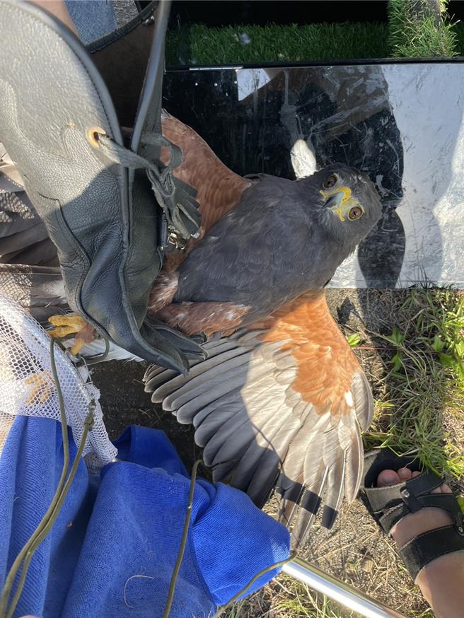 栗翅鹰身上仅有固定脚环，并无脚绊、脚带、肩背带等物品，健康状况良好无毛滴虫。（新北市动保处提供）