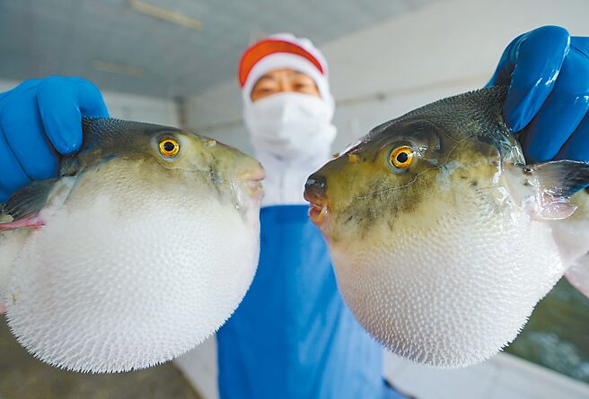 河豚为世界名鱼之一，但因具有毒素，其料理师需有证照。图为大陆唐山市曹妃甸区一家河豚鱼加工企业的工人展示河豚鱼。（新华社）