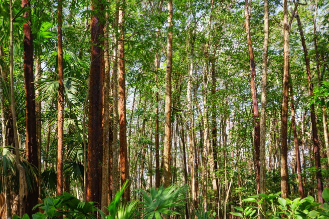 澳洲研究人員在索羅門群島首次捕捉到傳說生物「萬古努巨鼠」的罕見身影。(示意圖/達志影像)