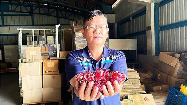 台东县盛产洛神花，今年受海葵、小犬颱风影响，产量锐减7成，目前台东地区农会契作收购价每公斤100元，飙破20年来记录。（萧嘉蕙摄）